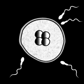 conception